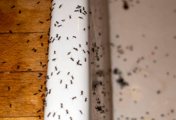 Best Wasp Removal Services  in Morris, AL