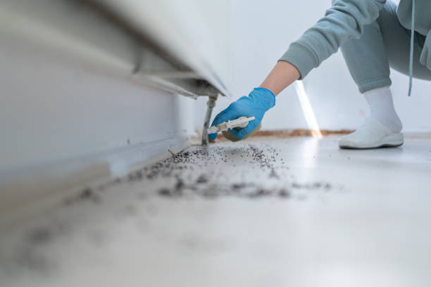 Best Spider Control Near Me  in Morris, AL